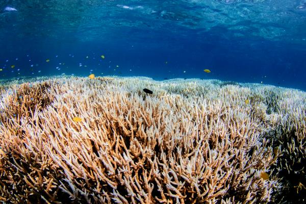 Photo of bleached coral