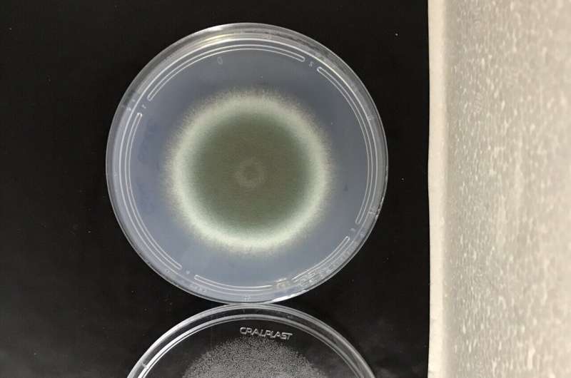 巴西研究人员发现控制引起严重肺部感染的真菌毒性的关键基因