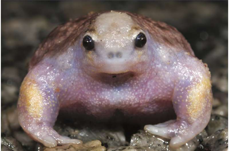 How a lethal fungus is shrinking living space for our frogs
