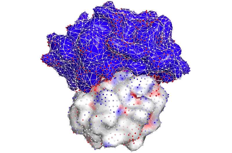 Matchmaking (with AI) to help proteins pair up