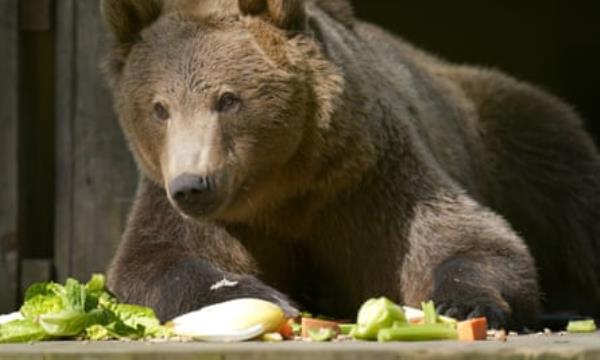 Bear looking at assorted vegetables on a table