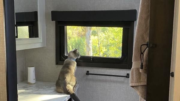 Lost cat reunited with owners after amazing 900-mile journey across US