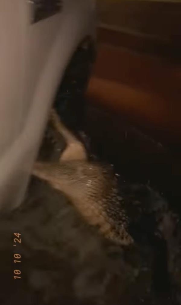 One North Fort Meyers resident was nearly bitten by an alligator outside of his car.