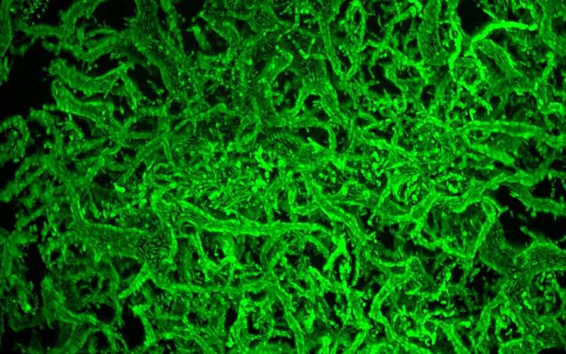Efficient oil-eating bacteria cooperate to maximize dining capacity