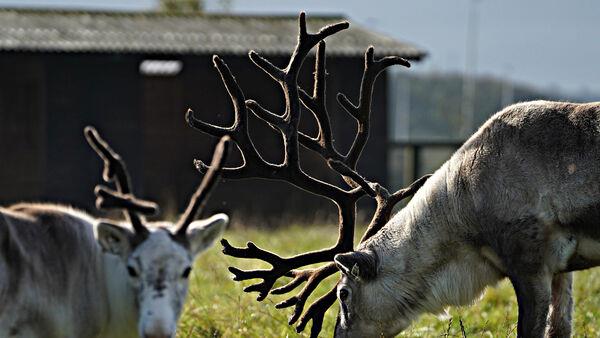 ‘Large number’ of reindeer block major road in England