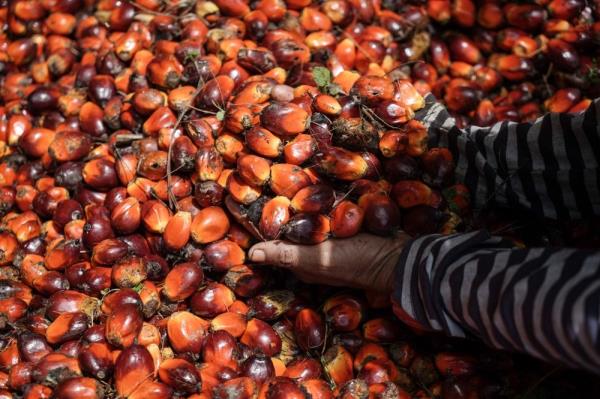 Malaysia’s palm oil stocks up 22.54pc in August