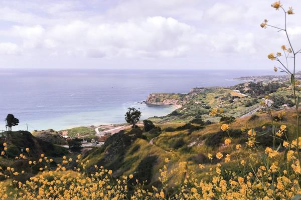 Yellow flowers in bloom along the Palos Verdes Peninsula