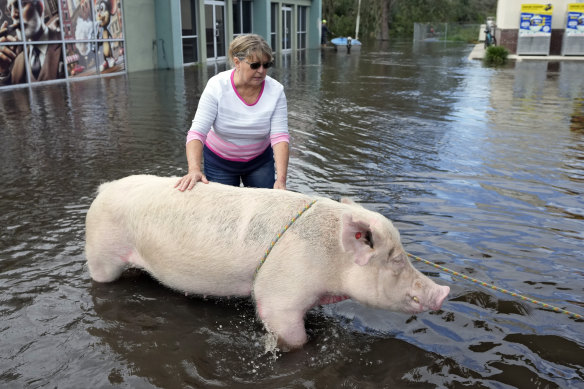 Cindy Evers tries to comfort a pig that was rescued from floodwaters. 