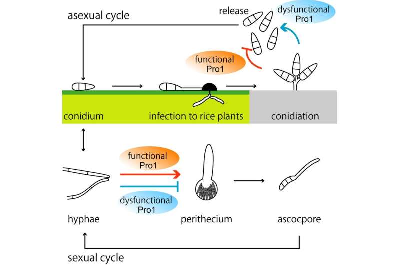 Pro1 protein malfunction allows rice blast fungus to thrive, new study shows