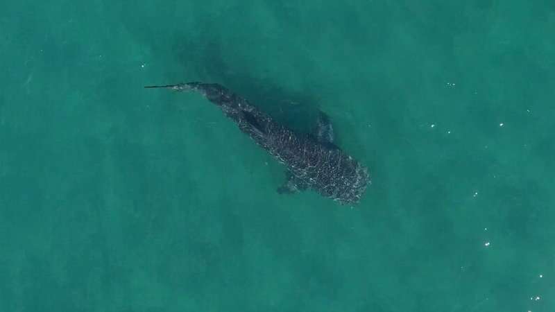 Shark ecotourists may have a negative effect on shark behavior