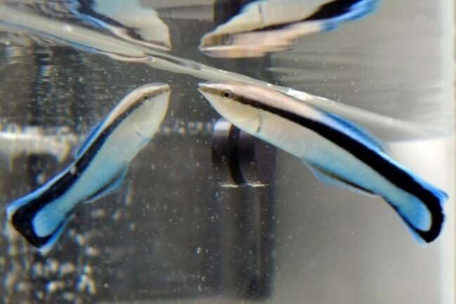 Mirror, mirror, in my tank, who's the biggest fish of all?