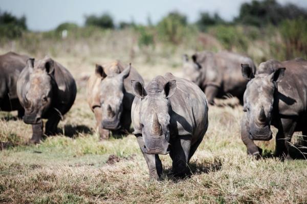 NGO buys over world’s largest rhino farm in South Africa 