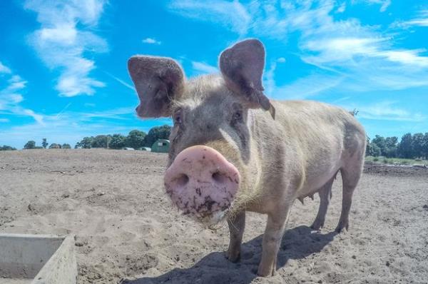A colourful nature shot taken with a fish eye lens of a Pig during summertime in the UK.