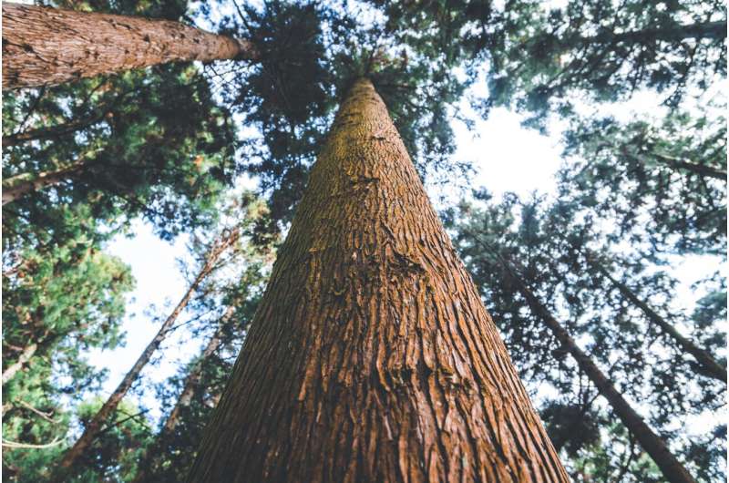 Japanese cedar