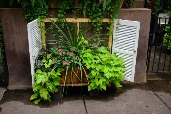 Plants on the street