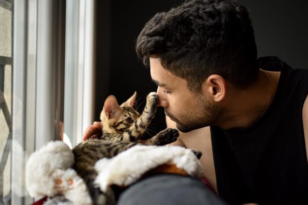 一只小孟加拉猫刚被收养,正在与主人互动