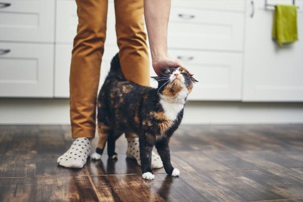 年轻女性在窗边抚摸她的猫,宠物与生活方式的概念
