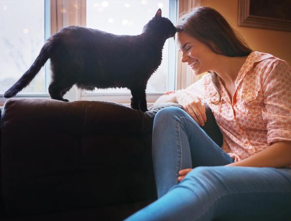 猫在家中捕猎老鼠