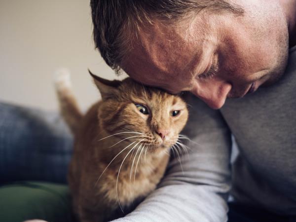 可爱的猫和它的主人
