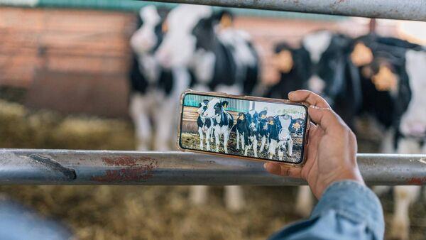 Smart technology is giving dairy farmers greater work-life balance
