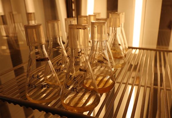 Marine phytoplankton being cultured in Matsuno's laboratory at the School of Fisheries Sciences (Photo: Sohail Keegan Pinto)