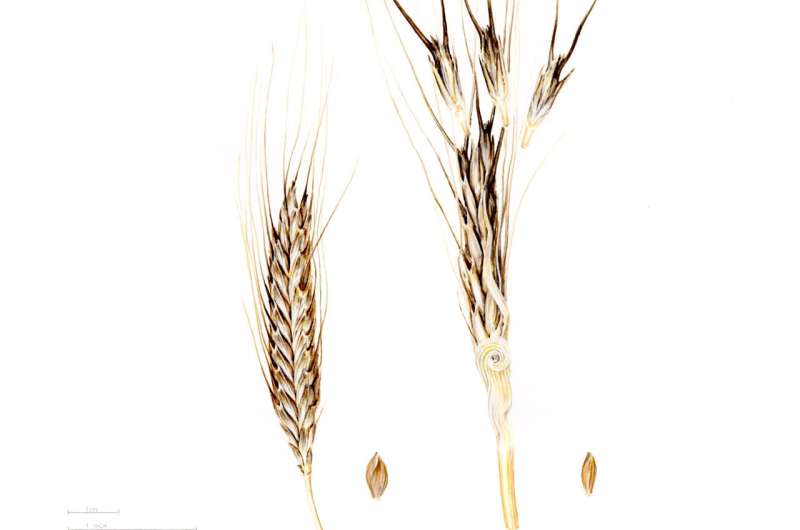 An ancient grain unlocks genetic secrets for making bread wheat more resilient