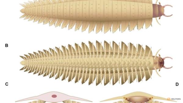Fossils reveal head of ancient millipede that was biggest bug ever