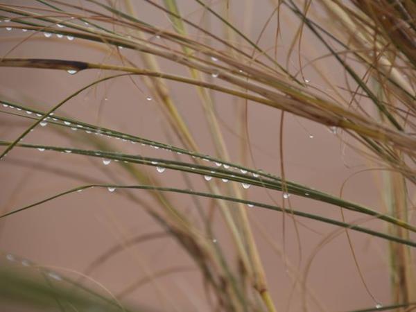 The fog-absorbing grass constitutes an important ecological niche - the so-called