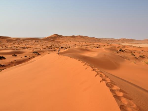 The Namib Desert on the southwest coast of Africa is home to a considerable number of animal and plant species, despite the hyper-arid conditions and the sandy expanses stretching some 2,000 kilometers from north to south.