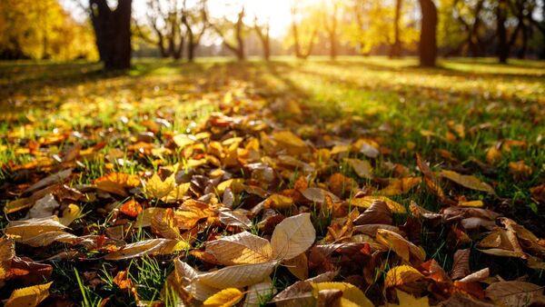 Garden Q&A: What will I do with fallen leaves around flowerbeds