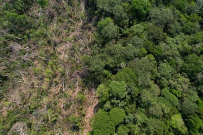 Aerial shot of he border of rainforest and clearcut land