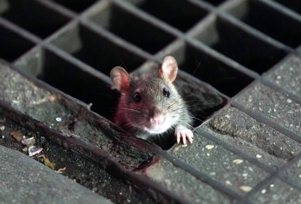 New York City's rats will be dosed with contraceptives to prevent them from procreating in the latest city plan