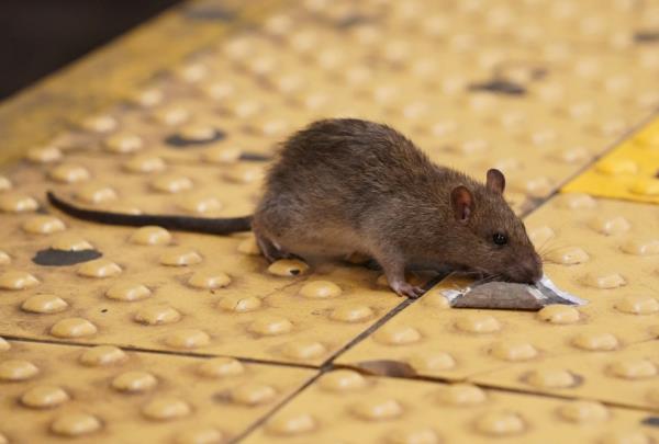 The contraceptives, ContraPest, will be delivered through pellets left in traps across the city