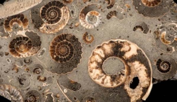 ammonite-finale-2-two-column.jpg.thumb.768.768