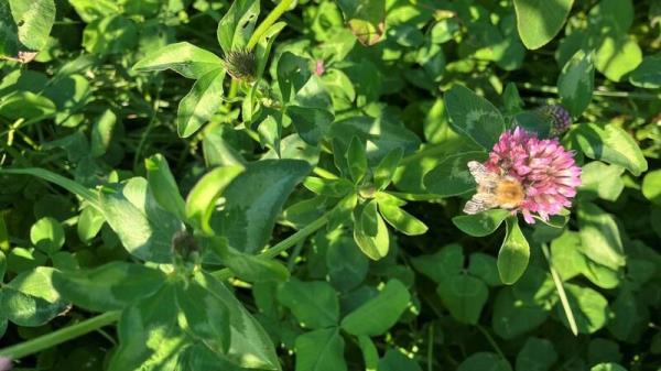 Sean Moher: Fine-tuning a red clover system
