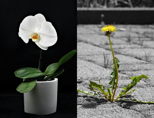 A potted white orchid against a black background and a dandelion growing from a crack in pavement