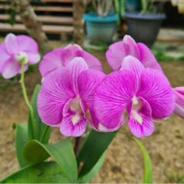 Bright pink orchids