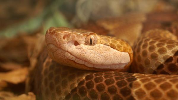 copperhead snake flicks tongue