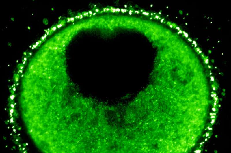 Beyond needles: Introducing a new, nature-based approach for delivering cargo into egg cells