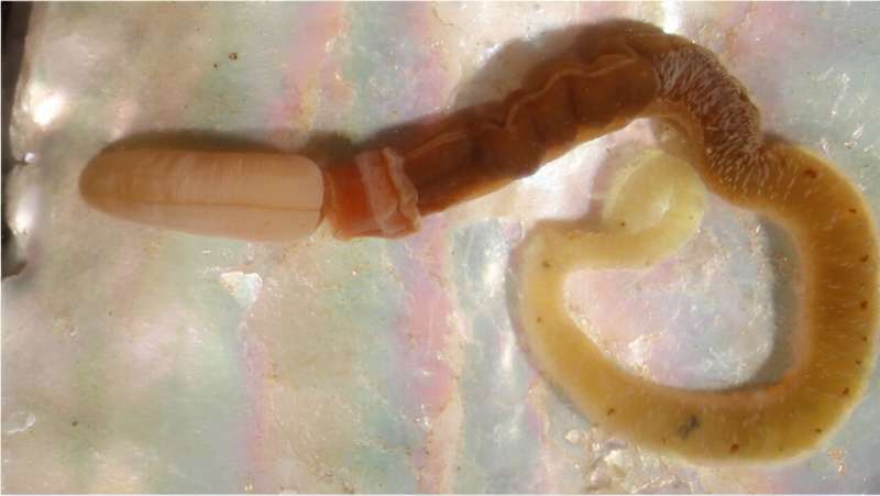 Beyond needles: Introducing a new, nature-based approach for delivering cargo into egg cells