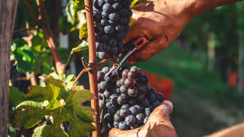 vineyard