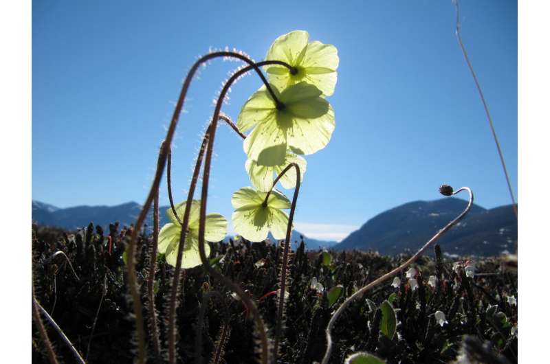 Earlier and earlier high-Arctic spring replaced by “extreme year-to-year variation”