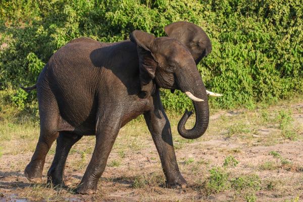elephant squirting water on itself in lake