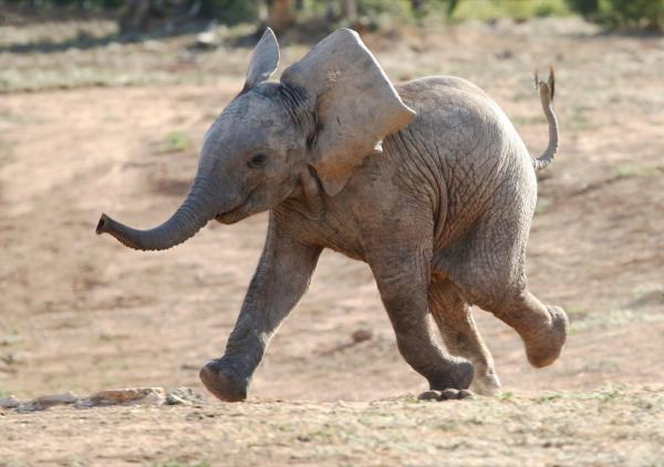 wild elephant in a forest, elephant jokes