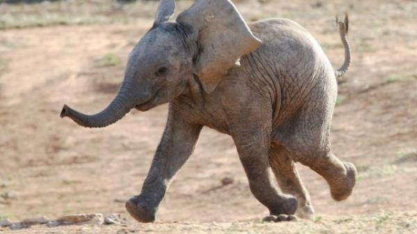 baby african elephant running to waterhole, elephant jokes