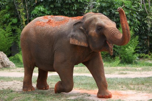 wild elephant on beach, elephant jokes