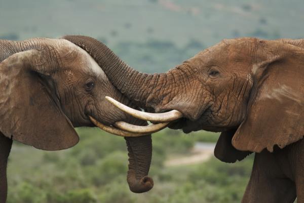 wild elephants hugging trunks, elephant jokes