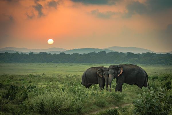 elephants at sunset elephant jokes