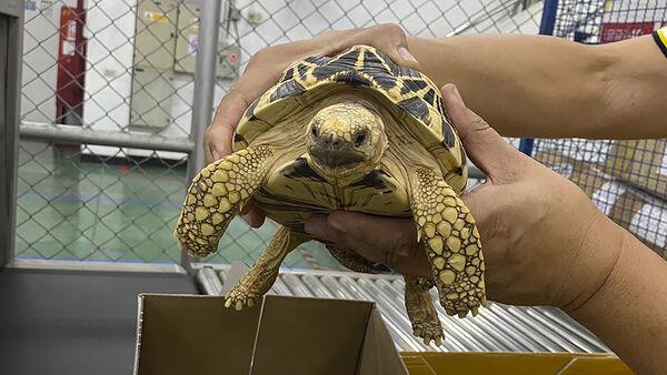 Live animals, horns and ivory seized in global wildlife trafficking operation