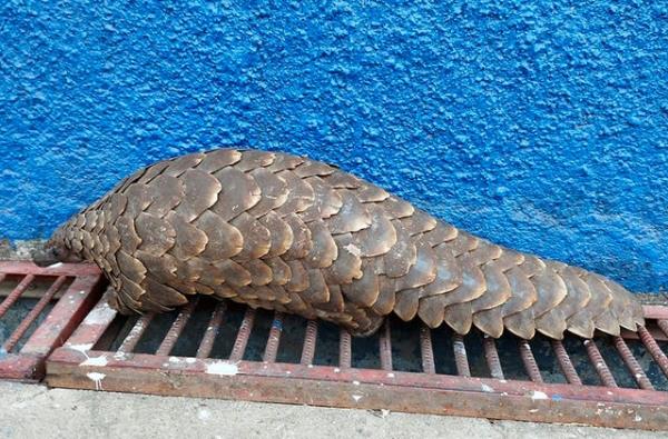 Interpol Wildlife Trafficking